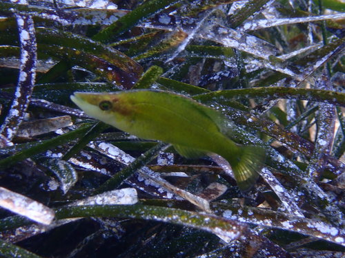 Pointed-snout Wrasse, photo 5 of 8