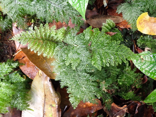 Trichomanes cupressoides observed 2025-11-14