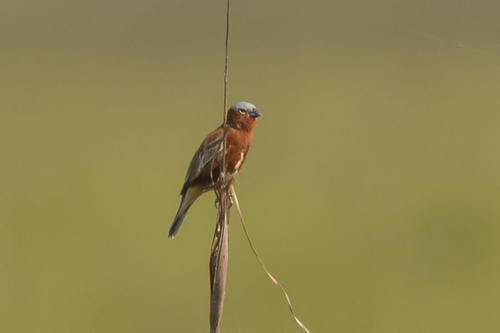 Chestnut Seedeater (Sporophila cinnamomea)