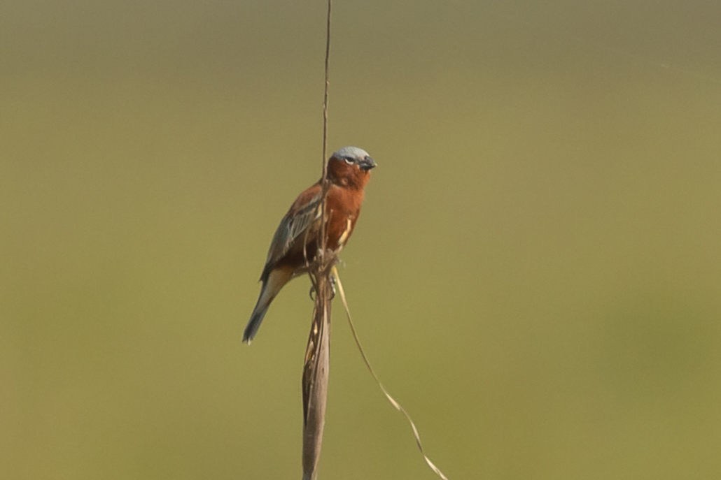 Chestnut Seedeater (Sporophila cinnamomea), photo 1