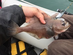 Flathead Sole photo 2