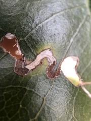 Stigmella braunella