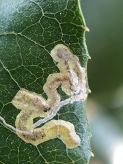 Stigmella braunella