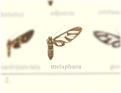 Hyalaethea metaphaea