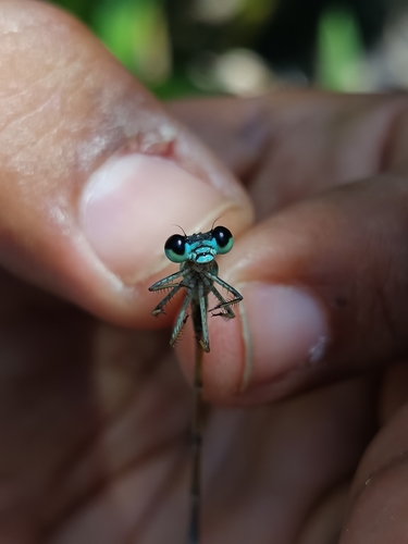 Leptagrion capixabae