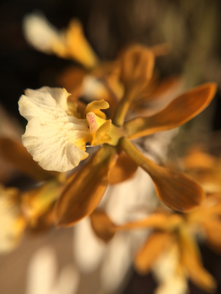 Encyclia aspera