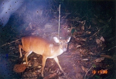 Bornean Yellow Muntjac photo 5