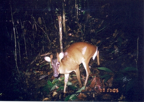 Bornean Yellow Muntjac (Muntiacus atherodes) · iNaturalist