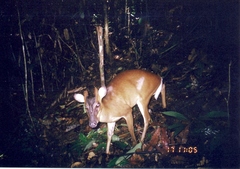 Bornean Yellow Muntjac photo 1