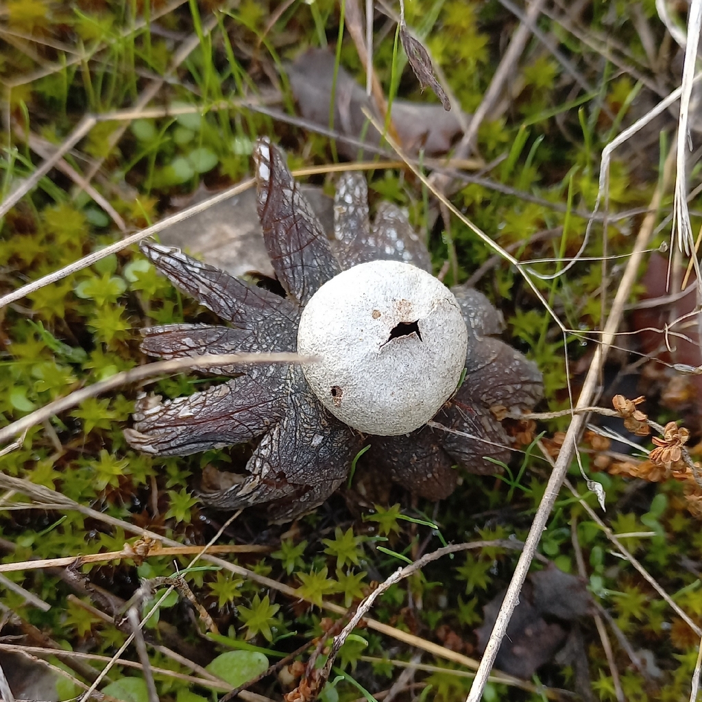 Astraeus hygrometricus · November 2025 · photo: © frangp (iNaturalist, cc-by)