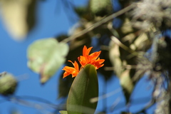 Guarianthe aurantiaca