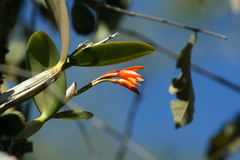 Guarianthe aurantiaca