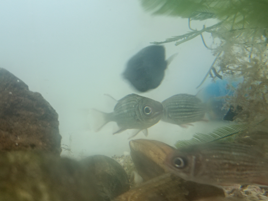 Tinsel squirrelfish (Sargocentron suborbitale) — Holocentridae