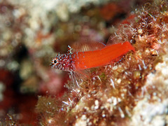 Tripterygion melanurus