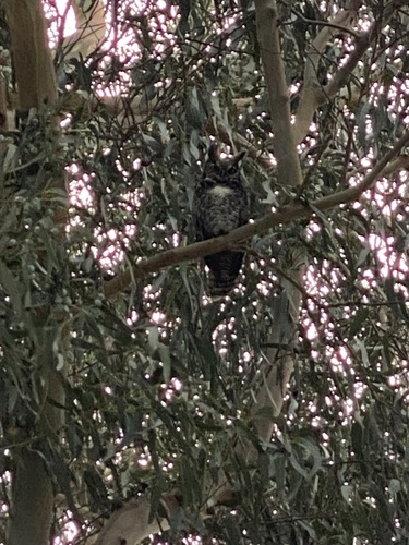 View observation of {o.common_name} on iNaturalist