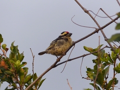 Red-Fronted Barbet photo 2