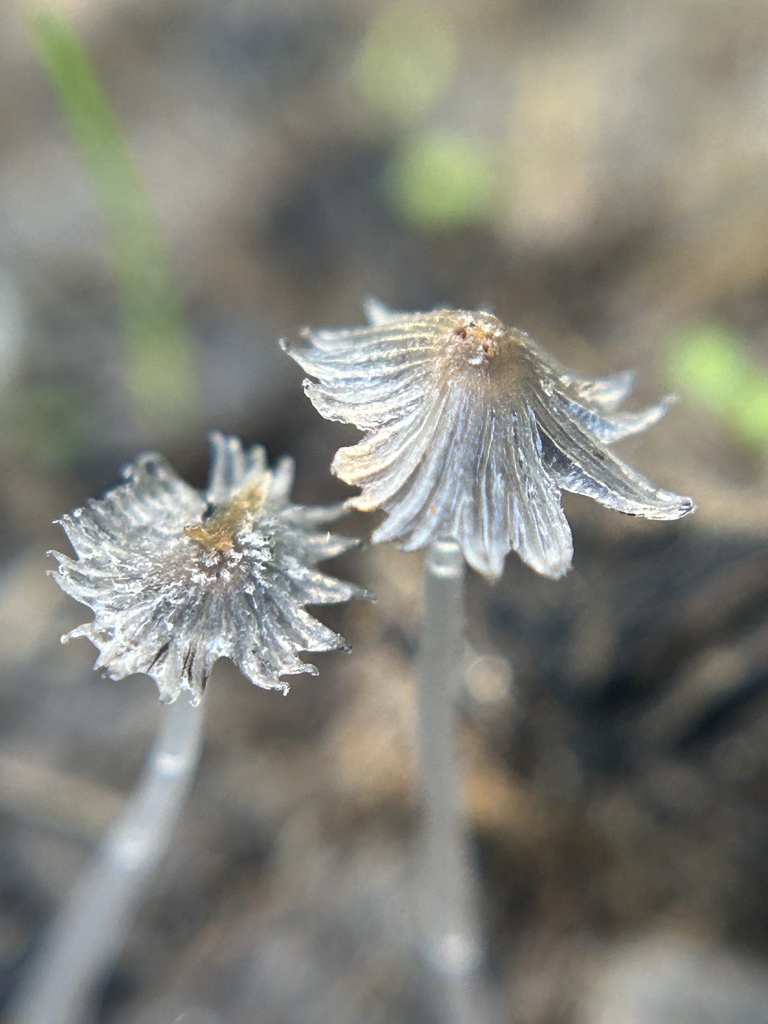 Coprinopsis lagopus · November 2025 · photo: © aheyman1 (iNaturalist, cc0)