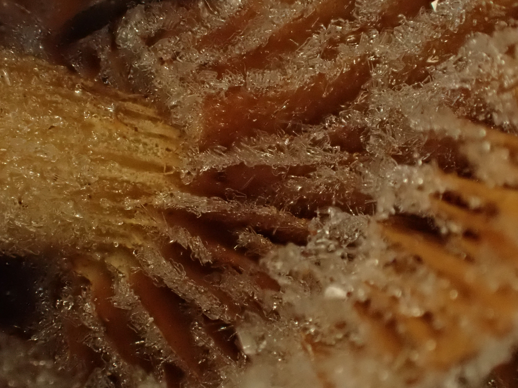 Flammulina velutipes · November 2025 · photo: © reago (iNaturalist, cc-by)