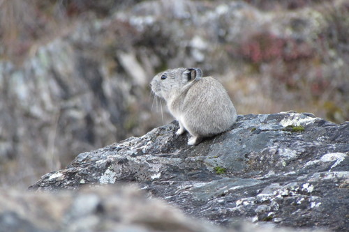 Collared Pika