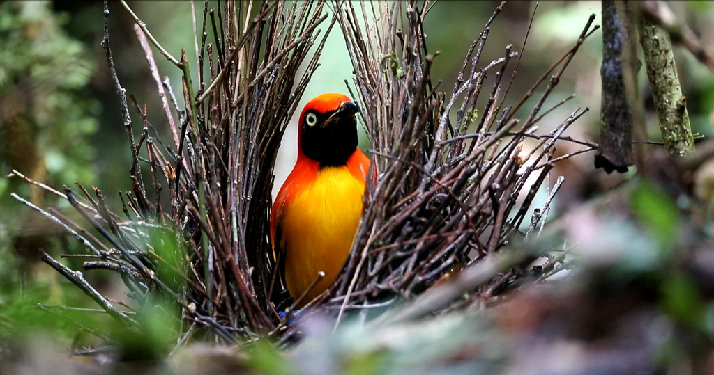 Masked Bowerbird
