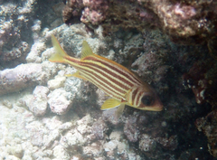 Seychelles Squirrelfish photo 2