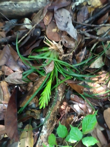 Jewel Orchid (Wallisia anceps)