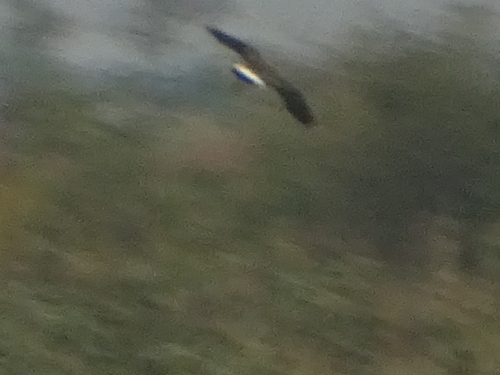 Northern Lapwing