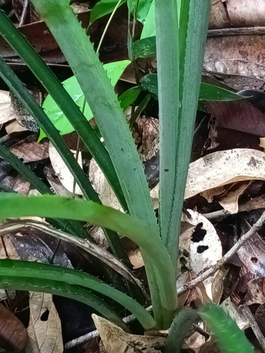 Bromelia fosteriana (Bromelia fosteriana)