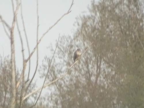Common Buzzard