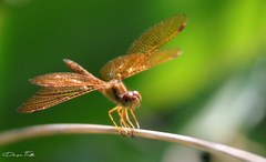 Perithemis icteroptera