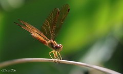 Perithemis icteroptera