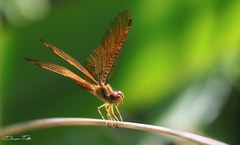 Perithemis icteroptera