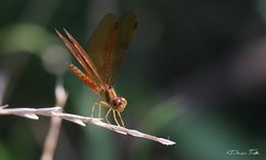 Perithemis icteroptera