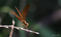 Perithemis icteroptera