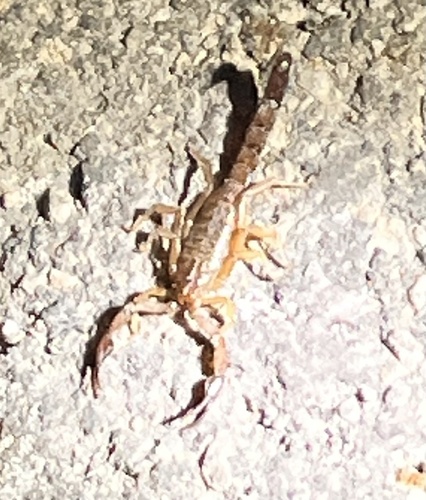 Intermediate Scorpion