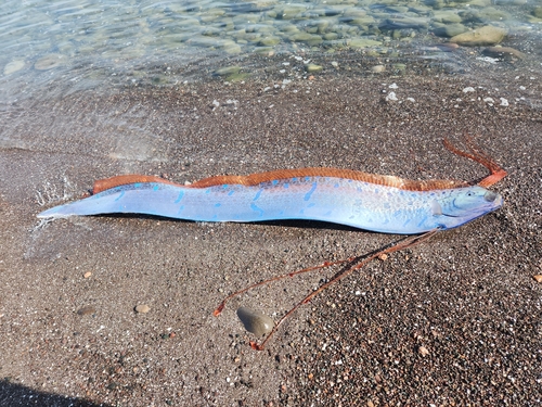 Russell's oarfish (Regalecus russelii) — Regalecidae — 2