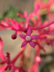 Vasconcellea parviflora