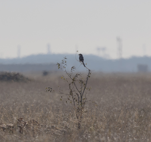 Iberian Grey Shrike, Bouches-du-Rhône, Provence-Alpes-Côte d'Azur, FR, photo 9 of 10