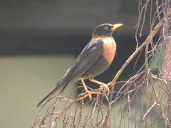 Turdus rufitorques