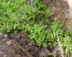 Pholistoma membranaceum