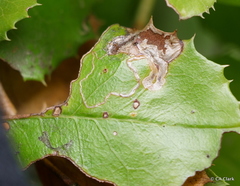 Stigmella braunella