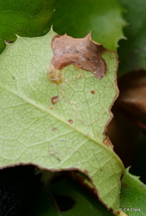 Stigmella braunella
