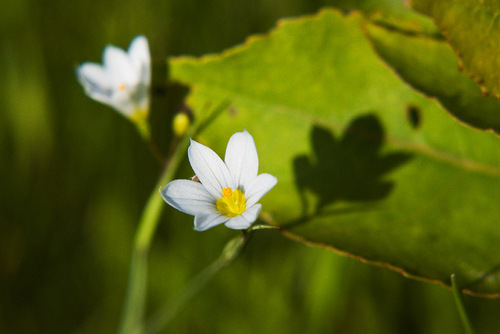 Northern Blue-eyed-grass (Sisyrinchium septentrionale)