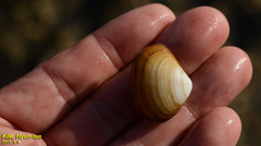 Coecella chinensis