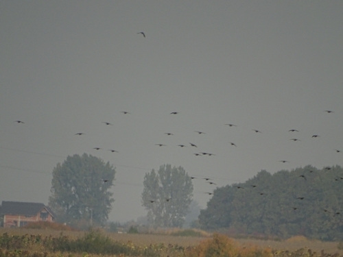 European Starling