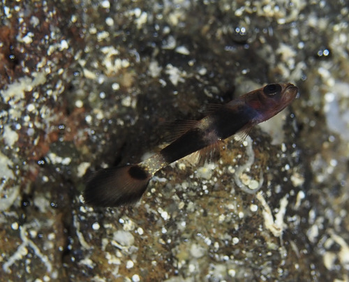 Pseudamia observed 2025-08-19