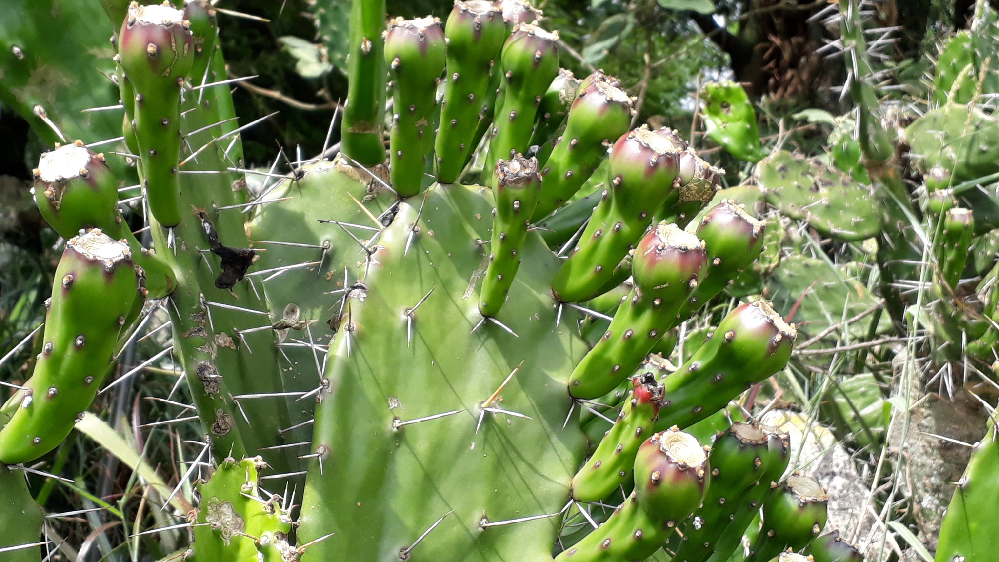 Opuntia arechavaletae