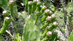 Opuntia arechavaletae
