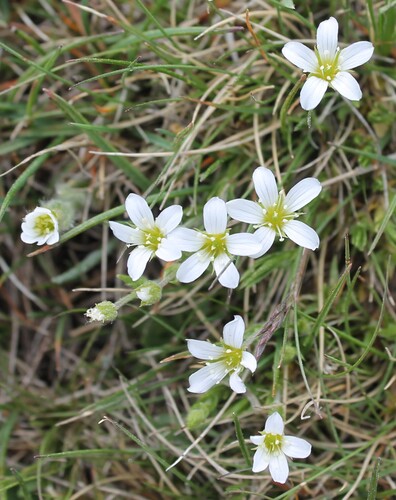 Large-flowered sandwort (Arenaria grandiflora)