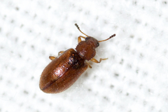 Paratenetus